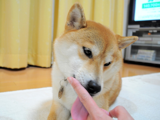 娘のいたわり?_a0126590_9404012.jpg