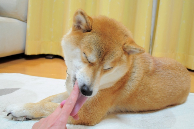 娘のいたわり?_a0126590_9405226.jpg