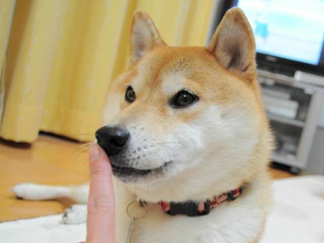 娘のいたわり?_a0126590_9414449.jpg