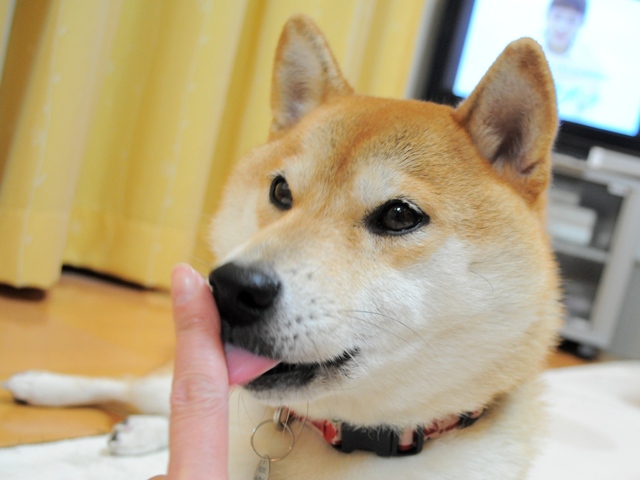 娘のいたわり?_a0126590_9421415.jpg