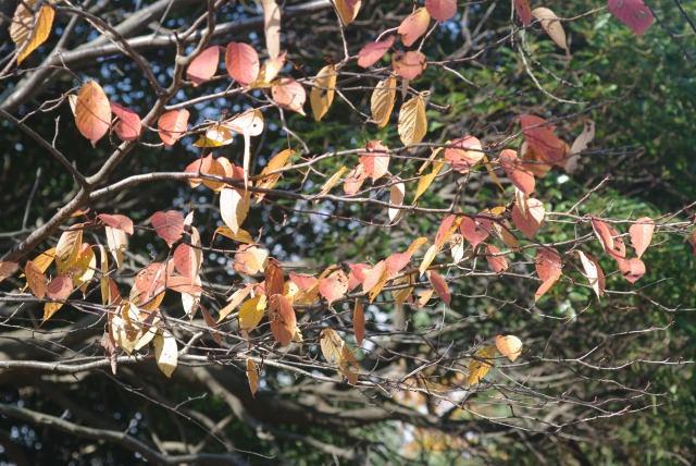 e0070891_2143555.jpg