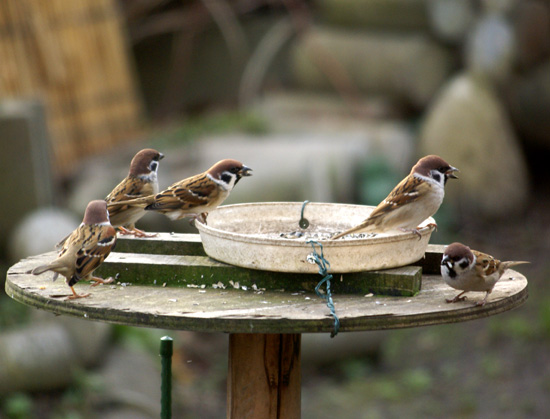 冬間近、餌台の雀たちなど_a0136293_15124149.jpg