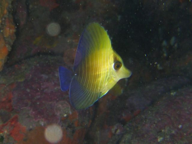 じっくり生き物探し1dive50分＠雲見【2010年12月5日】_f0053895_2153391.jpg