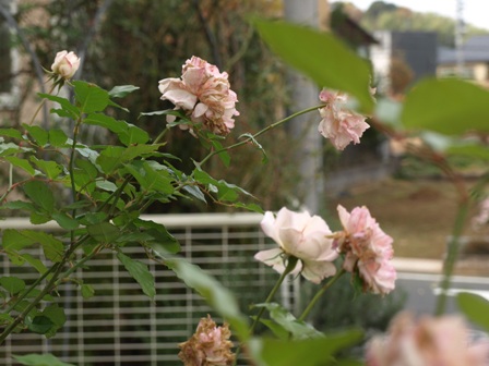 b0026408_22142737.jpg