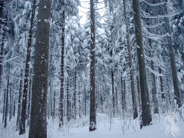 e0045908_6501658.jpg