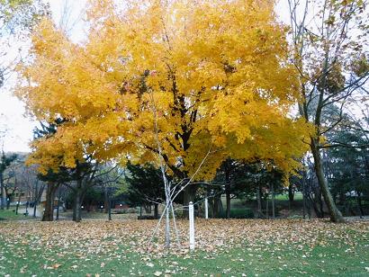 札幌満腹旅行 ～Hokkaido Univ.～_e0087008_11163094.jpg