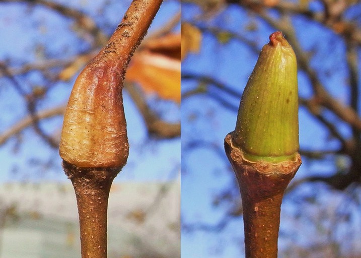 プラタナスの冬芽 樹木見て歩き