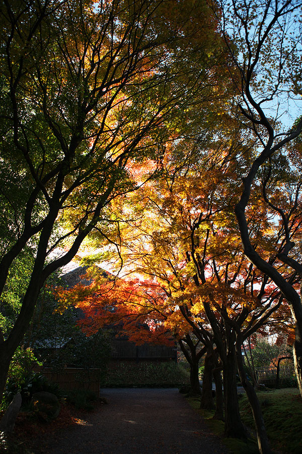 2010紅葉 その11 赤坂お茶屋敷跡の紅葉（岐阜県大垣市）_c0115616_573697.jpg