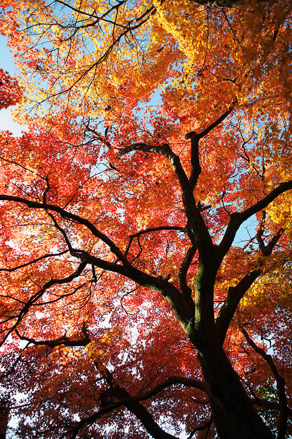 2010紅葉 その11 赤坂お茶屋敷跡の紅葉（岐阜県大垣市）_c0115616_574333.jpg