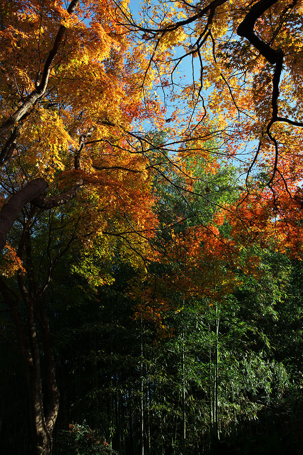 2010紅葉 その11 赤坂お茶屋敷跡の紅葉（岐阜県大垣市）_c0115616_575037.jpg