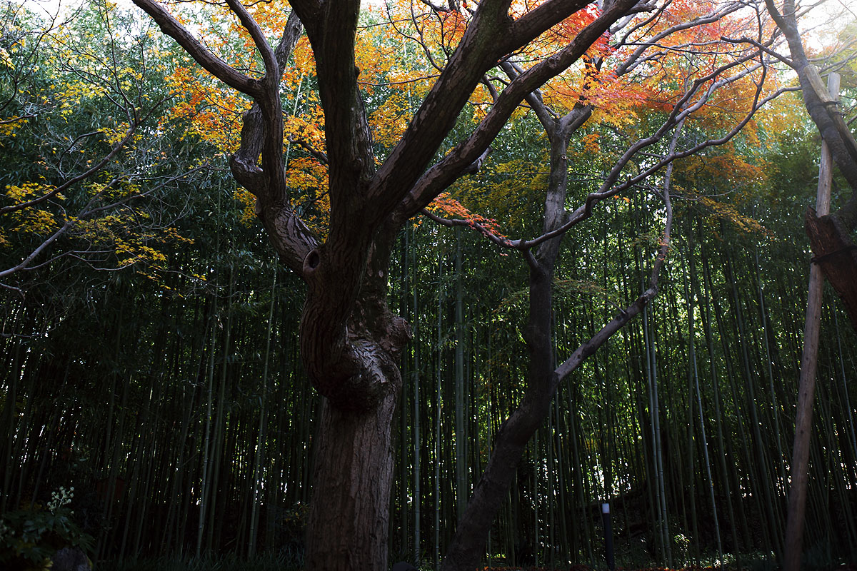 2010紅葉 その11 赤坂お茶屋敷跡の紅葉（岐阜県大垣市）_c0115616_575779.jpg