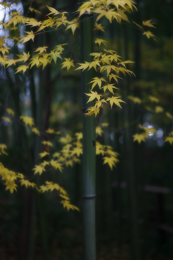 2010紅葉 その11 赤坂お茶屋敷跡の紅葉（岐阜県大垣市）_c0115616_58386.jpg