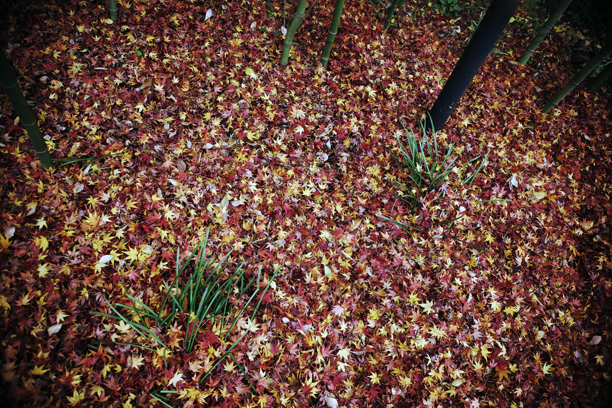 2010紅葉 その11 赤坂お茶屋敷跡の紅葉（岐阜県大垣市）_c0115616_6235622.jpg