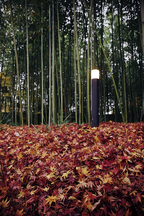 2010紅葉 その11 赤坂お茶屋敷跡の紅葉（岐阜県大垣市）_c0115616_62454.jpg