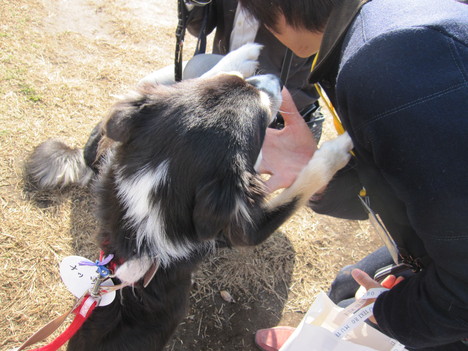 ちばわん　湘南いぬ親会_a0155430_1018270.jpg