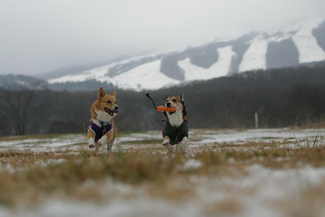 ガッキーと一緒に雪上ランラン_b0031538_22582670.jpg