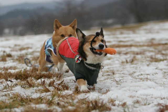 ガッキーと一緒に雪上ランラン_b0031538_23264811.jpg