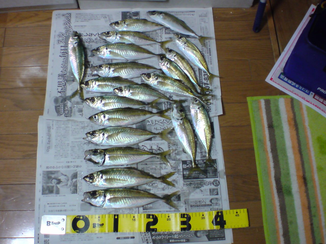 鳥羽石鏡のアジング 橋本釣具店の伊勢志摩鳥羽の釣り情報 鳥羽石鏡のアジング 橋本釣具店の伊勢志摩鳥羽の釣り情報
