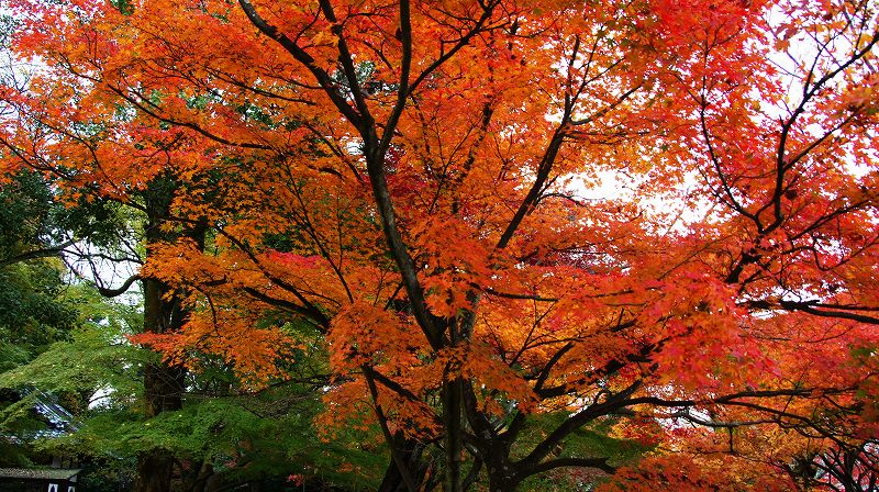 錦秋の都路２０１０ (山科 曹洞宗 岩屋寺（大石内蔵助隠棲の地旧跡）の紅葉) (2010年12月07日)_c0119555_20553222.jpg