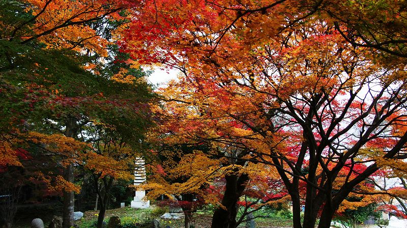 錦秋の都路２０１０ (山科 曹洞宗 岩屋寺（大石内蔵助隠棲の地旧跡）の紅葉) (2010年12月07日)_c0119555_20555636.jpg