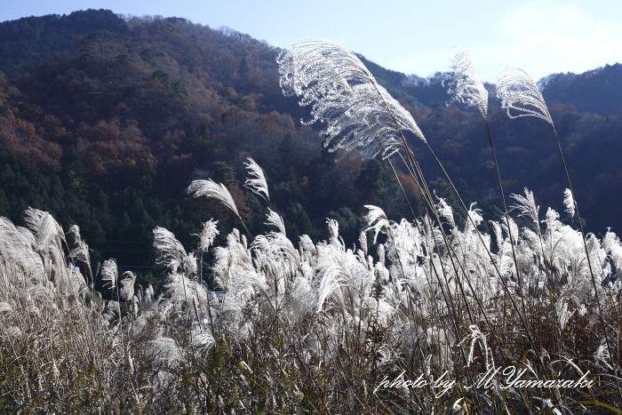 里山風景_c0217255_174641.jpg