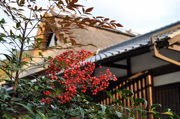 美しい里の秋 -京都　嵯峨鳥居本　上地区。_e0125762_135236.jpg