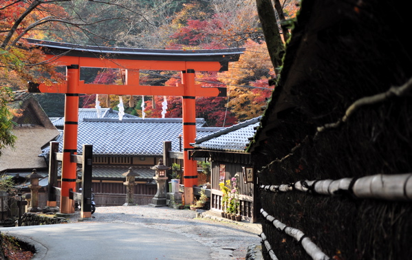 美しい里の秋 -京都　嵯峨鳥居本　上地区。_e0125762_235071.jpg