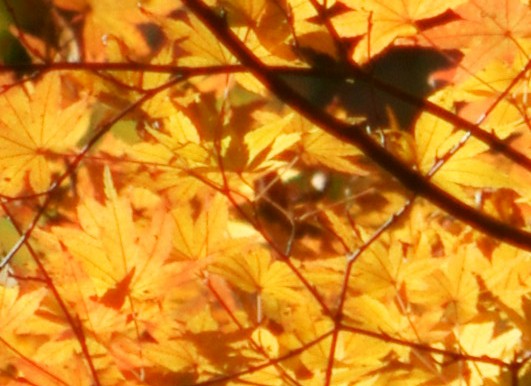 c0002967_2203822.jpg
