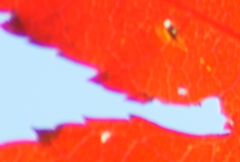 c0002967_2230128.jpg