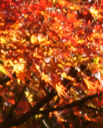 c0002967_224646.jpg