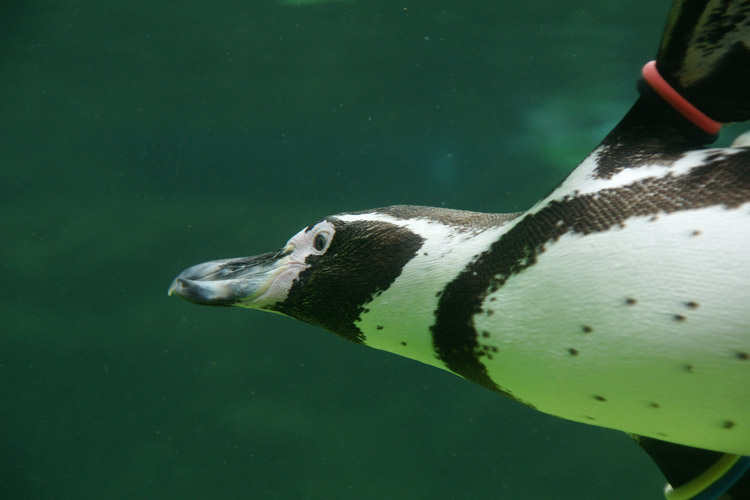 水の中のペンギンさん_b0190068_205917100.jpg