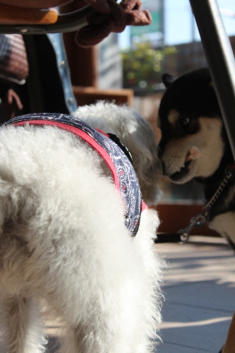 ♪今年の写真　今年のうちに♪　～11月のランデブー・黒柴・のんちゃんと_f0203369_20155828.jpg