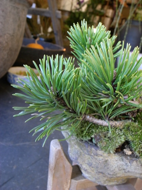 モンタナ松 : 盆栽+花+骨董 花坊主 ハナボウズ