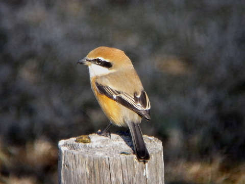 c0002874_2220499.jpg