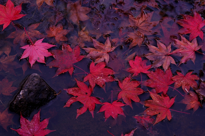 昭和記念公園の紅葉（その６）_f0012488_23564891.jpg