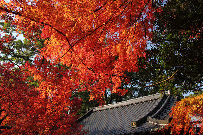 10.11.20：佐賀県の神崎・仁比山＆武雄・御船山で紅葉狩り４_c0007190_2352643.jpg