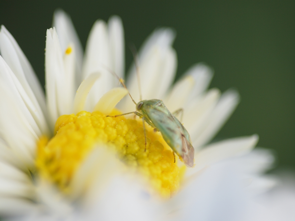 「SIGMA APO MACRO 150mm F2.8 EX DG HSM～初撮りPart2～」_a0133692_1840587.jpg