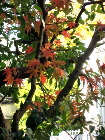 c0090198_6103811.jpg