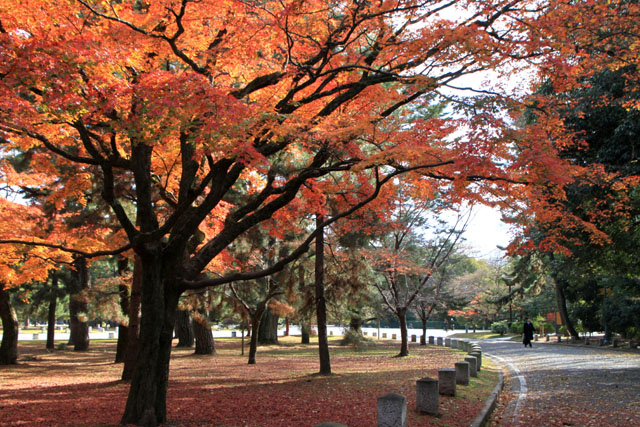 京都御苑 拾翆亭_e0048413_9365287.jpg
