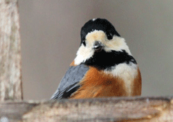 f0232920_1452641.gif