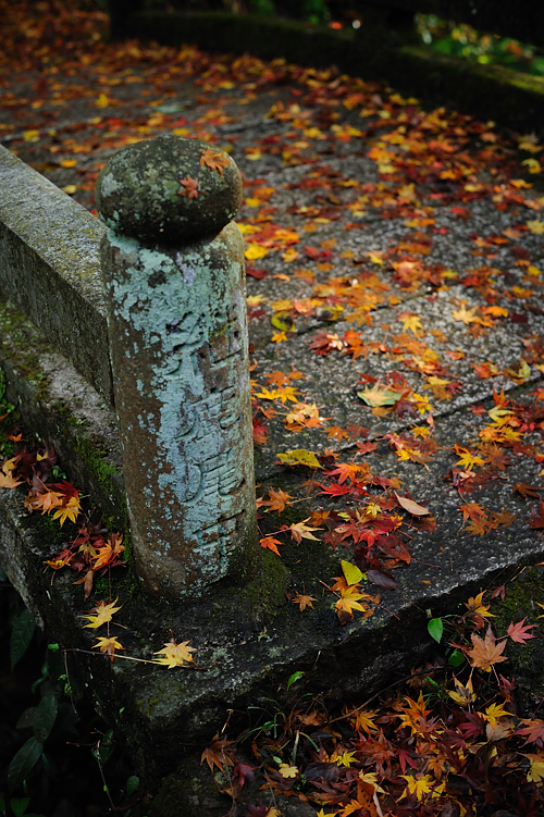 fallen leaves_f0129532_2071749.jpg