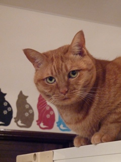 ぴんぽんぱんぽぉーん猫 しぇるろった編。_a0143140_2118826.jpg