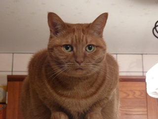 ぴんぽんぱんぽぉーん猫 しぇるろった編。_a0143140_21191543.jpg