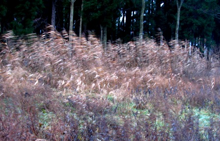 c0204740_1971524.jpg