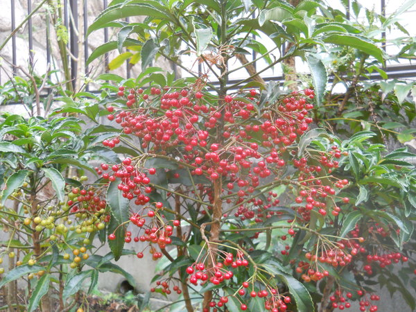 c0107149_8351820.jpg