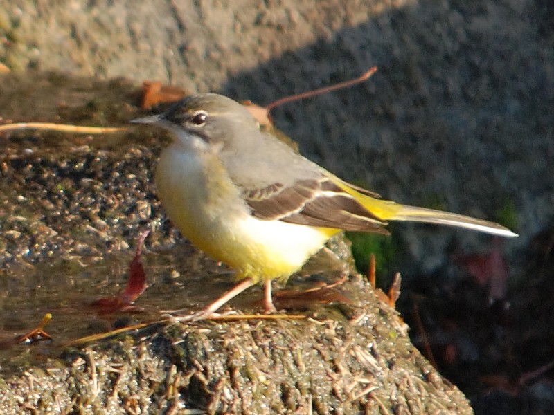 公園の紅葉もほぼ終わりです_d0135349_7453444.jpg