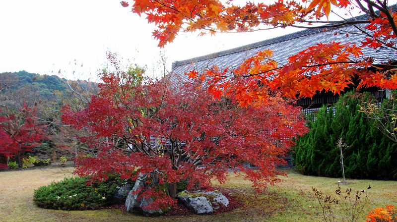 錦秋の都路２０１０ (山科 真言宗山階派大本山 勧修寺門跡の紅葉) (2010年12月08日)_c0119555_22251488.jpg