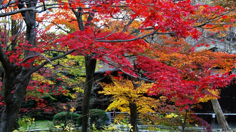 錦秋の都路２０１０ (山科 真言宗山階派大本山 勧修寺門跡の紅葉) (2010年12月08日)_c0119555_22265751.jpg