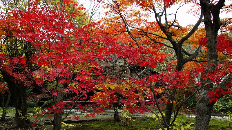 錦秋の都路２０１０ (山科 真言宗山階派大本山 勧修寺門跡の紅葉) (2010年12月08日)_c0119555_2227522.jpg