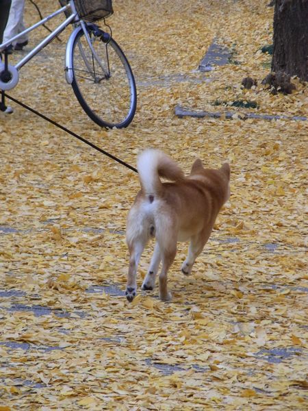 東大のイチョウ並木と小石川植物園_d0005157_11483651.jpg